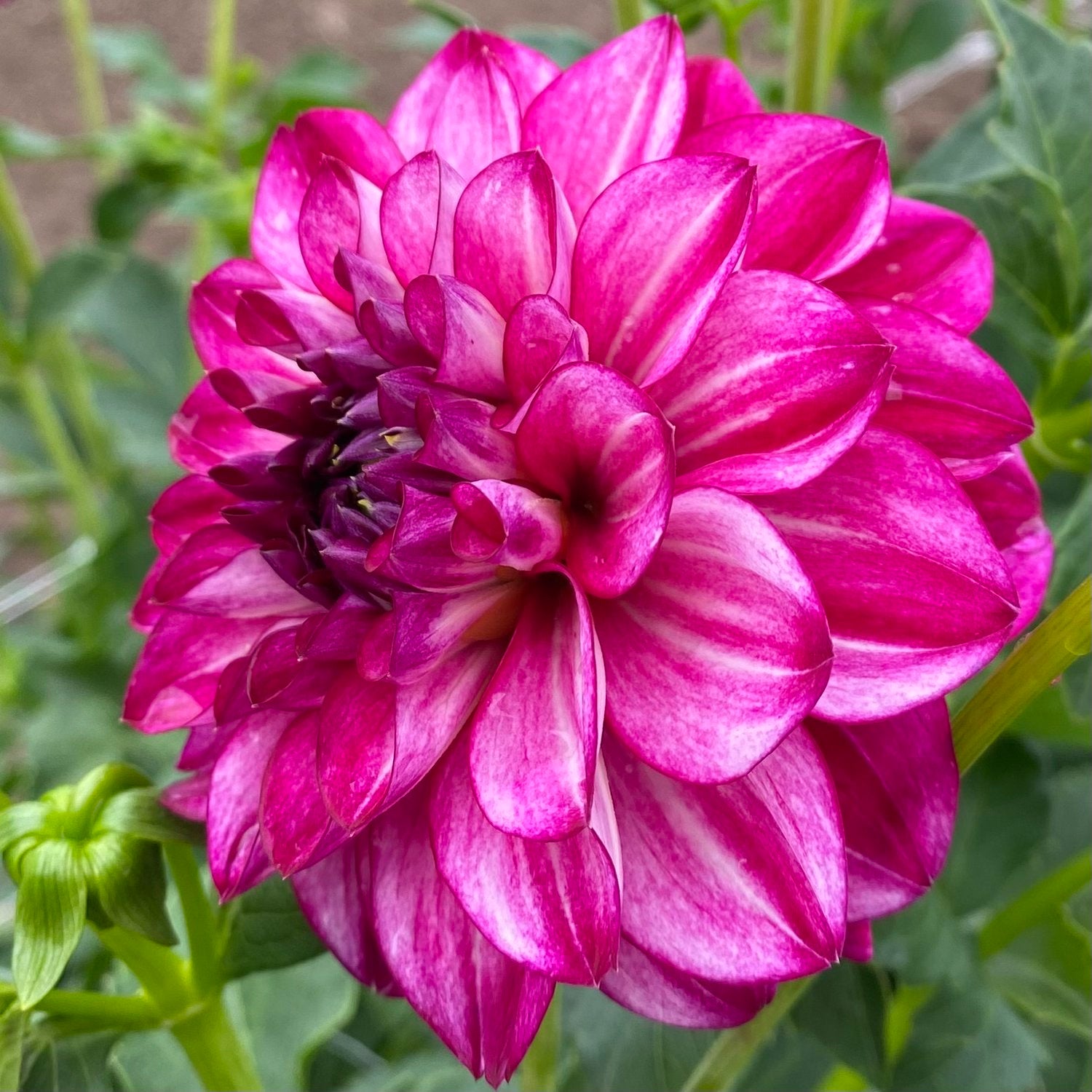 Smiling Don Dahlia
